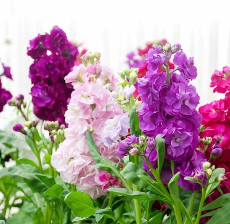 [MATHIOL] Matthiola
