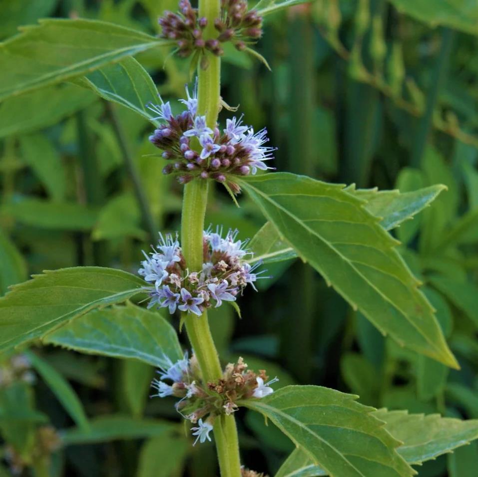 [MEARVEN] AKKERMUNT Mentha arvensis