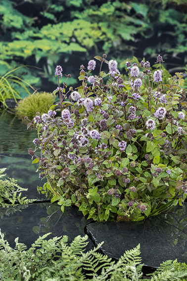 [MEAQUAT] Mentha aquatica (mand 18cm)