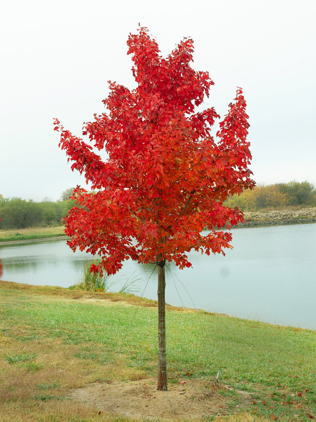 [ACRBRAND] Acer rubrum 'Brandywine' (meerstammig, 200/250cm, draadkluit)