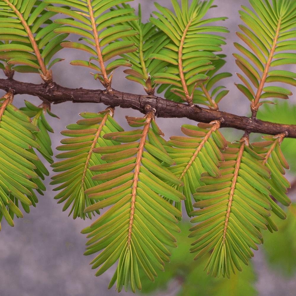 [MEGAGLO] Metasequoia glypt. 'Amber Glow' (pot 12l 125/150cm)