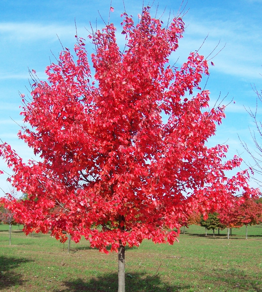 [ACROGLO] Acer rubrum 'Oktober Glory' (hoogstam, 10/12, —)