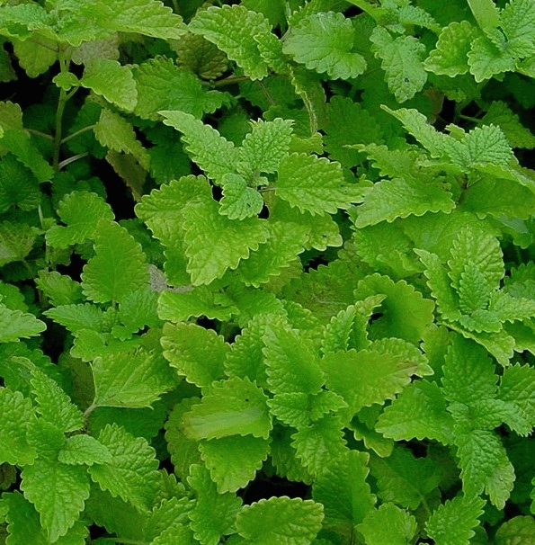 [MEOFFIC] CITROENMELISSE Melissa officinalis (pot   9cm)