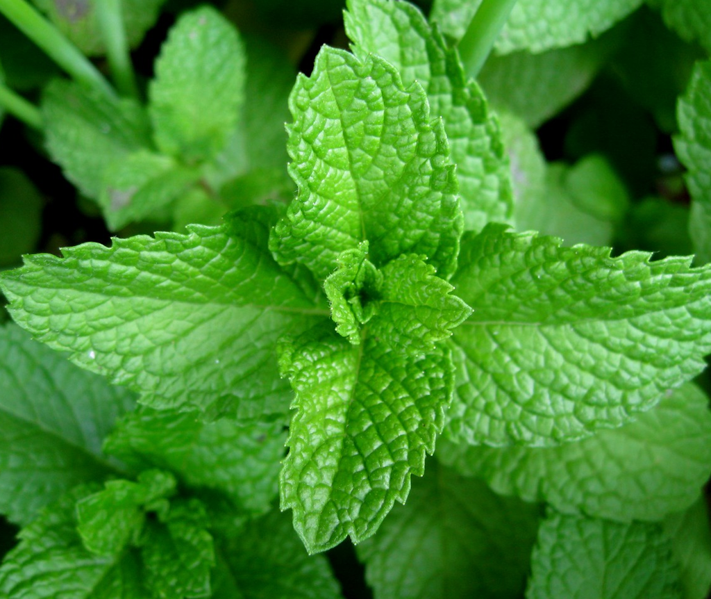 [MEPIPER] PEPERMUNT Mentha piperita (pot   9cm)