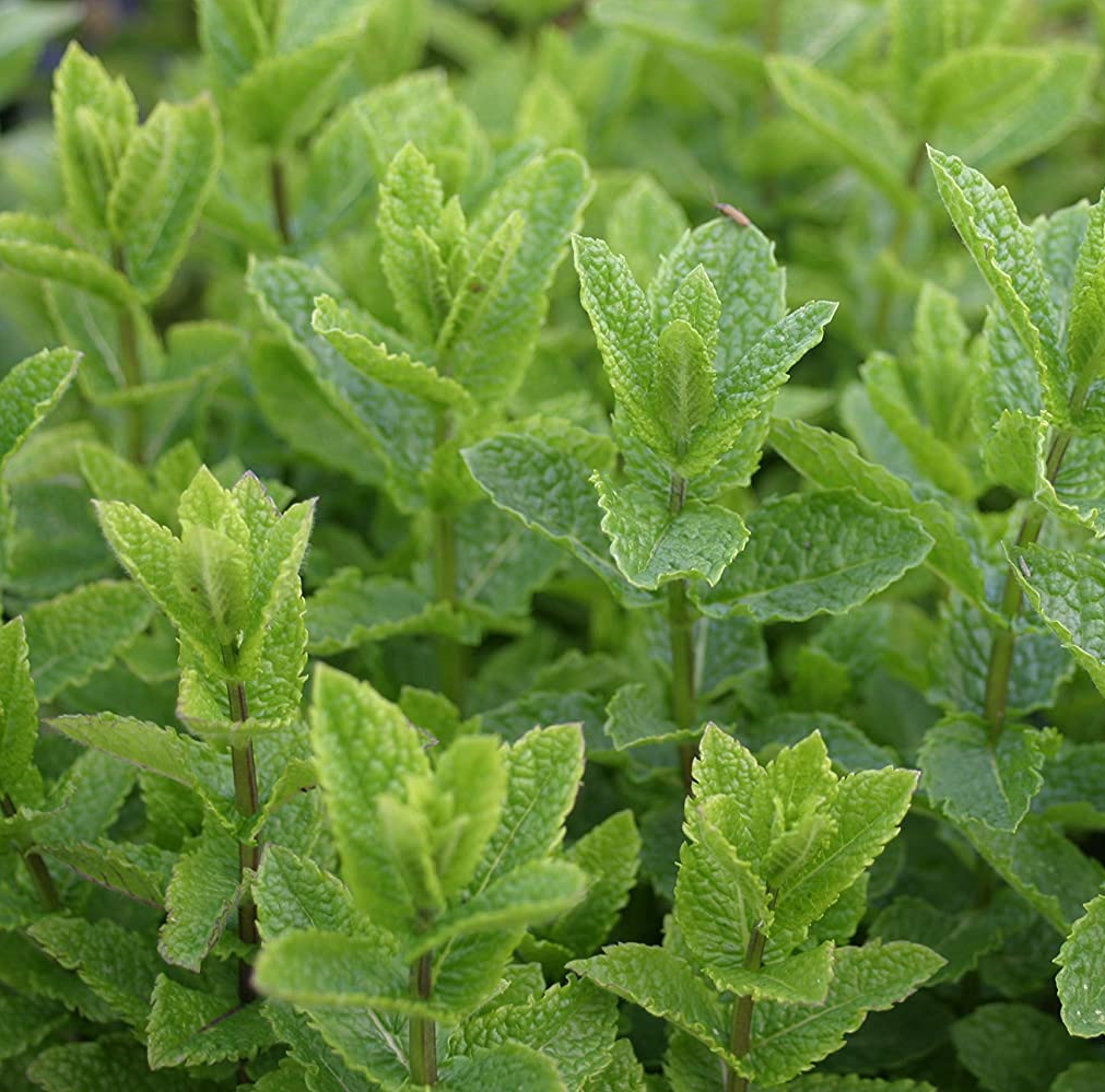 [MESMARO] MUNT MAROKKAANSE Mentha spicata Marocco (pot   9cm)