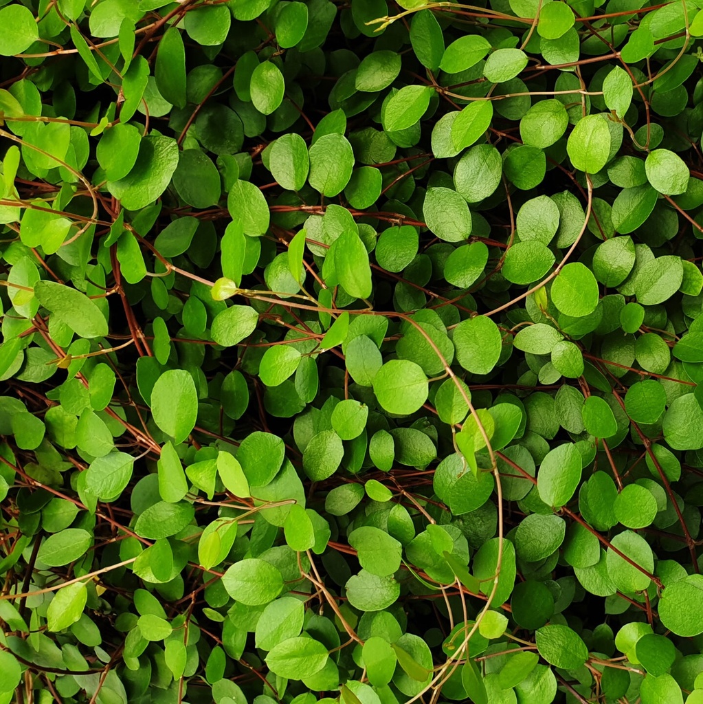 [MEULENBE.P12] Muehlenbeckia