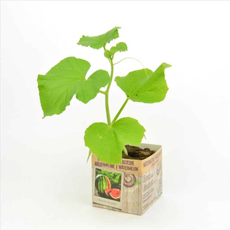 [MEWATER] MELOEN WATER (pot   1.3L)
