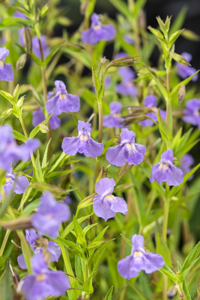 [MIRINGE] Mimulus ringens