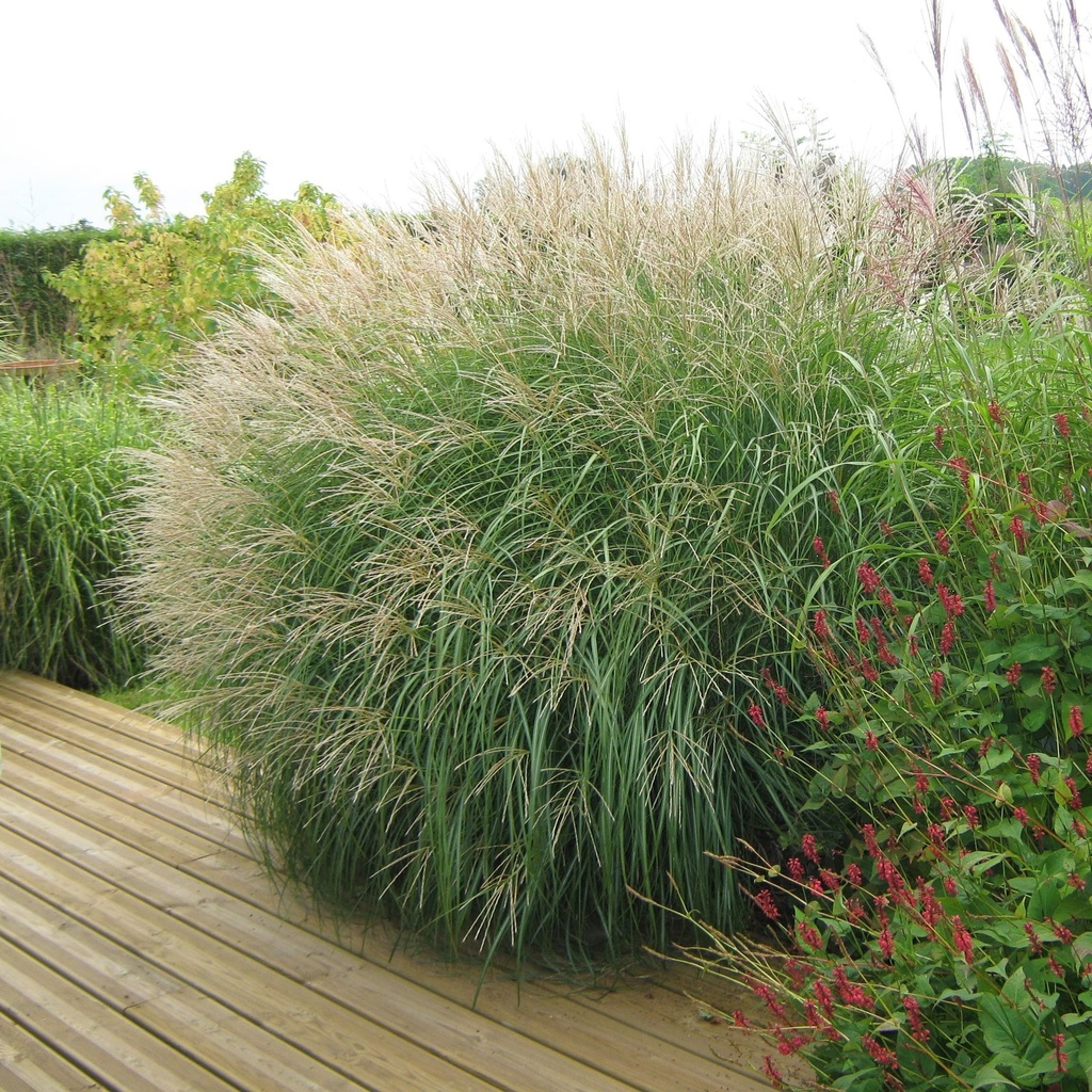 [MISADAG] Miscanthus sin. 'Adagio' (pot   9cm)