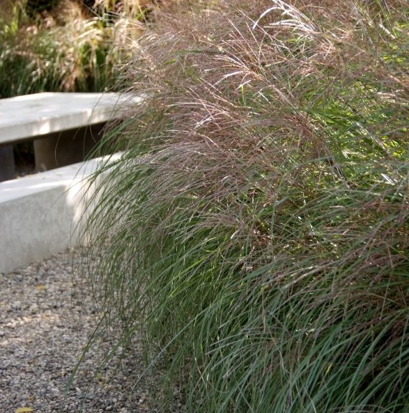 [MISFOST] Miscanthus sin. 'Ferner Osten' (GD) (pot   9cm)