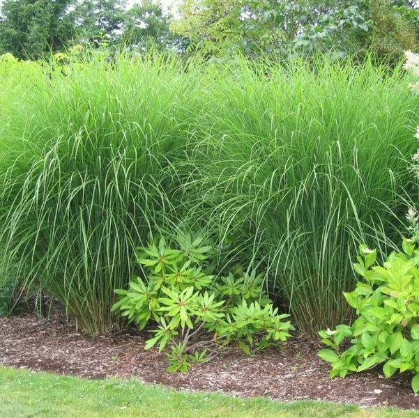 [MISGRAC] Miscanthus sin. 'Gracillimus' (pot   9cm)