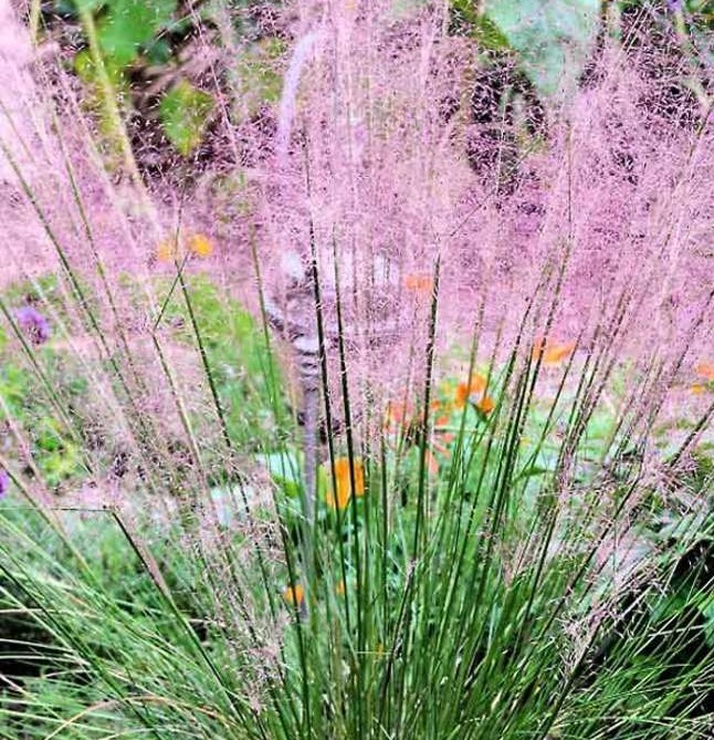 [MISPCLO] Miscanthus sin. 'Pink Cloud' (pot   6.5L)