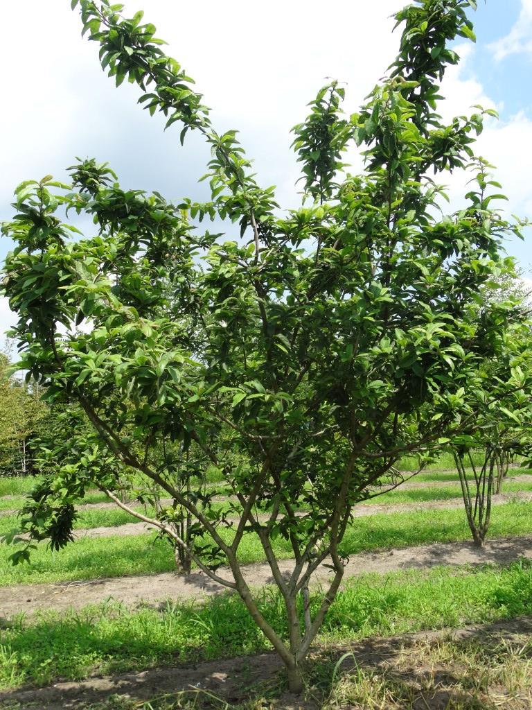 [MISPEL] Mespilus germanica (halfstam, —, pot)