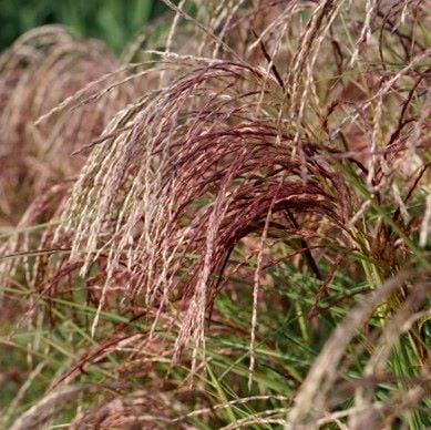 [MISRECL] Miscanthus sin. 'Red Cloud' (pot   2.5L)