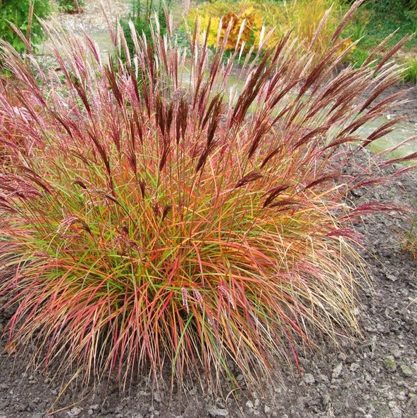 [MISREDC] Miscanthus sin. 'Red Chief' (pot   3L)