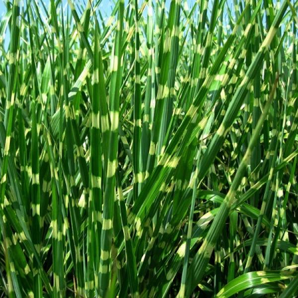 [MISSTRI] Miscanthus sin. 'Strictus' (pot   2L)
