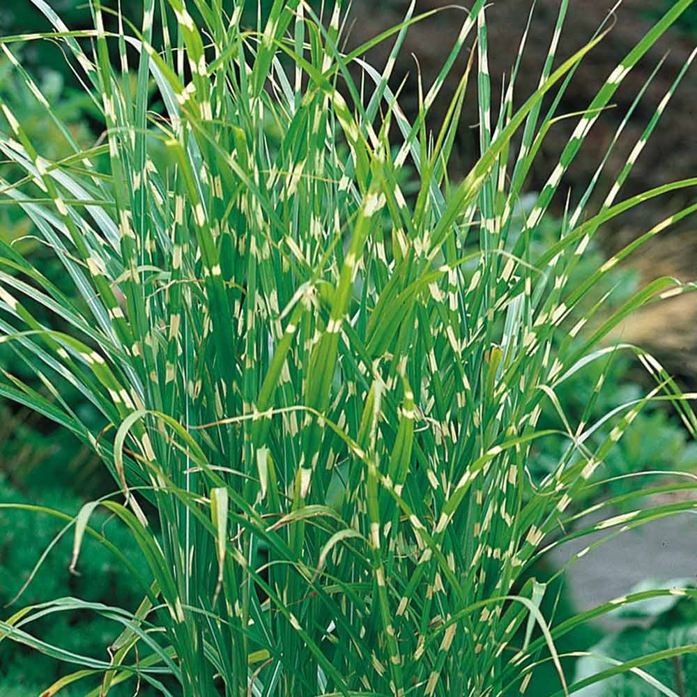 [MISZEBR] Miscanthus sin. 'Zebrinus' (pot   9cm)