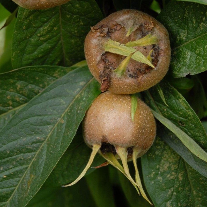 [MIWESTE] Mespilus germ. 'WESTERVELD' (meerstammig, 200/250cm, pot 130L)
