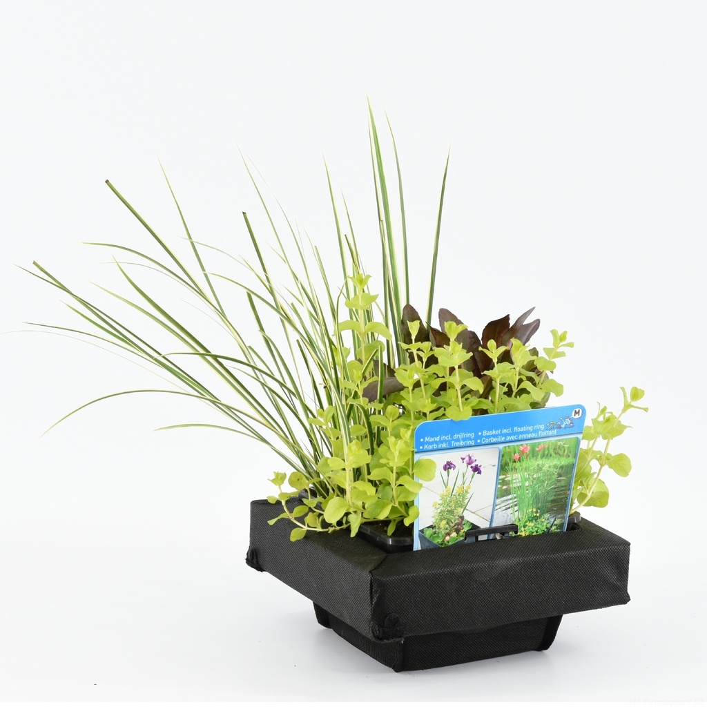 PANIER MIX 3 PLANTES AQUATIQUES