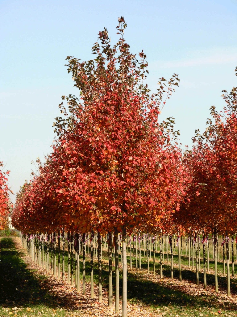 [ACRRSUN] Acer rubrum 'Red Sunset' (hoogstam, 8/10, pot)
