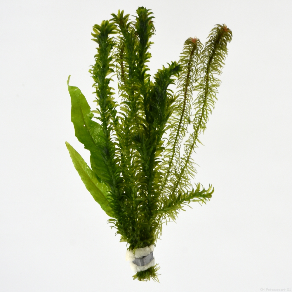 [MIXZUUK] Mix zuurstofplanten