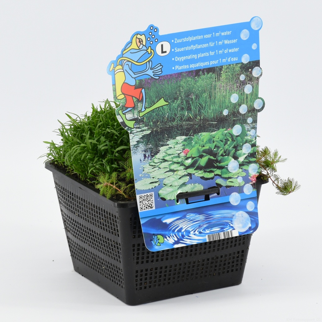 [MIXZUUR] Mix zuurstofplanten voor 1m³ (mand)