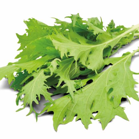 BASILIC