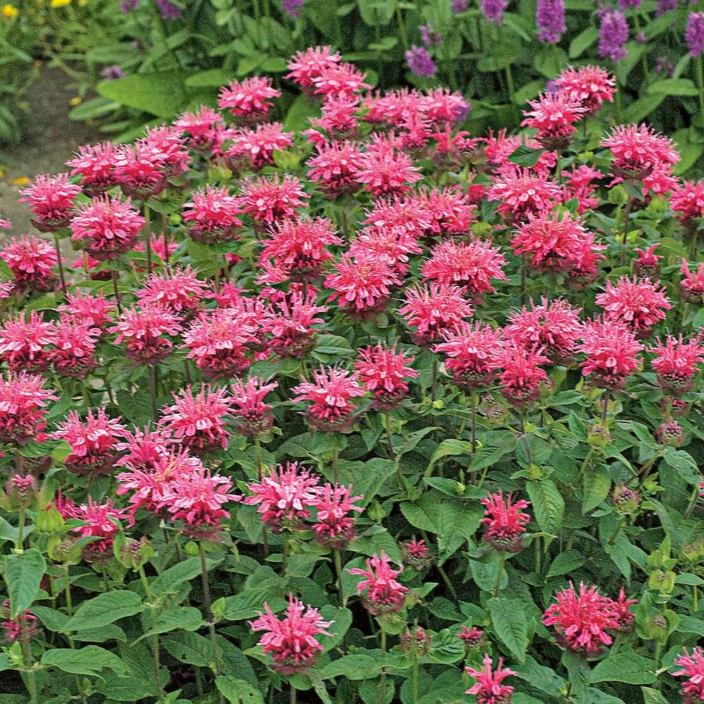 Monarda 'Croftway Pink'