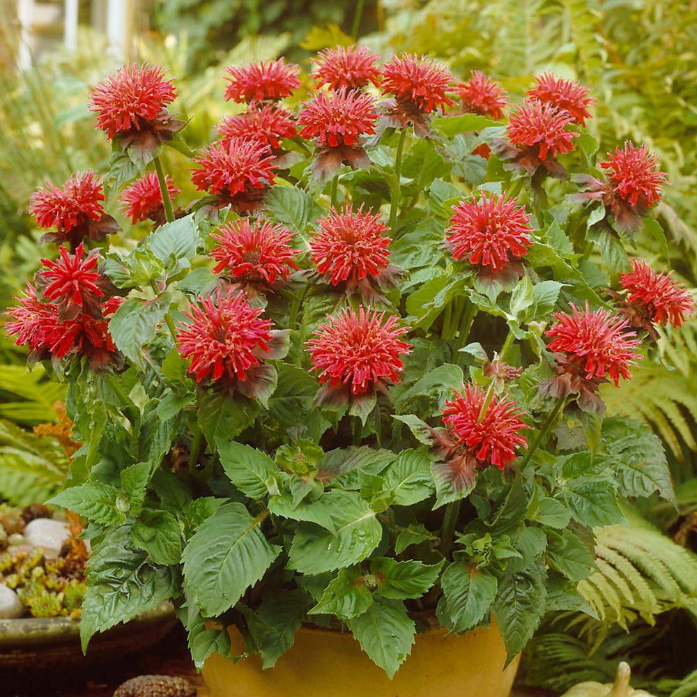 Monarda 'Cambridge Scarlet'