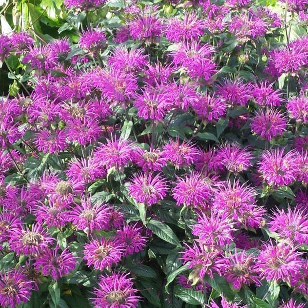 BERGAMOTE