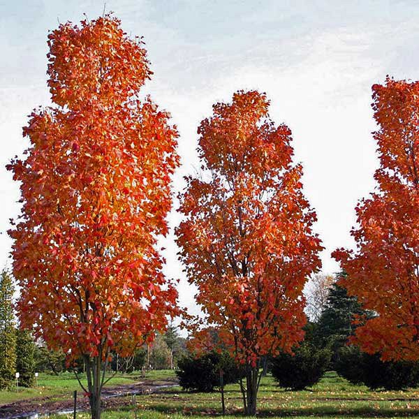 [ACRSCAN] Acer rubrum 'Scanlon' (hoogstam, 6/8, pot)