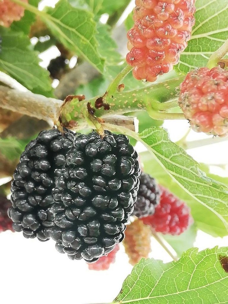 [MORMBER] Moerbei 'MOJO BERRY' (spil, 6/8, pot  20L)