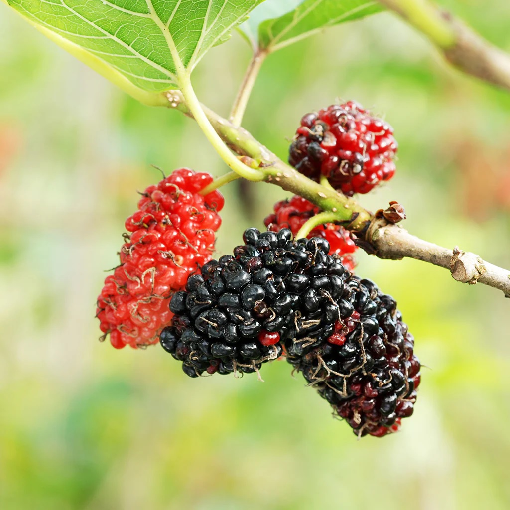 MÛRIER ROUGE
