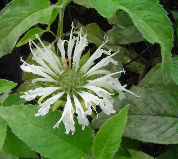 Monarda 'Schneewittchen'