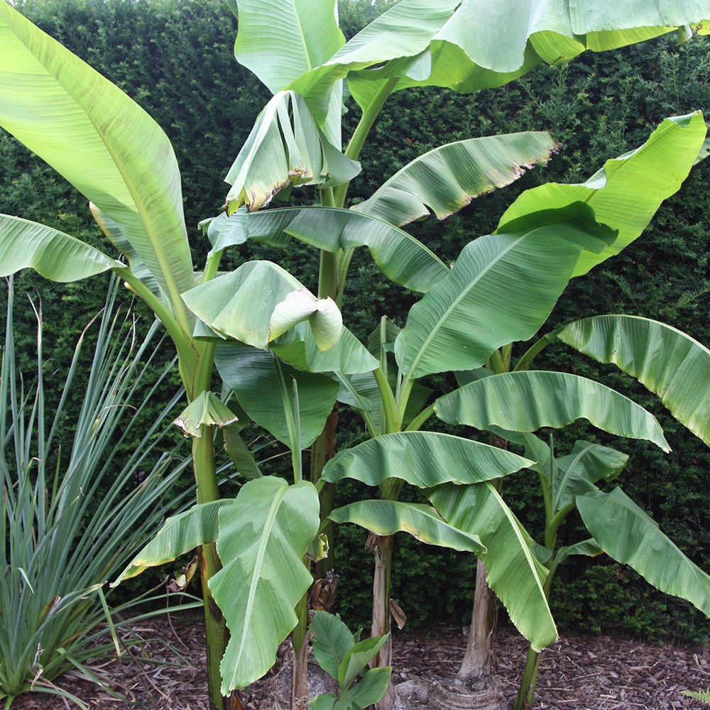 [MUBASJO] Musa BANAAN (—, pot   2L)