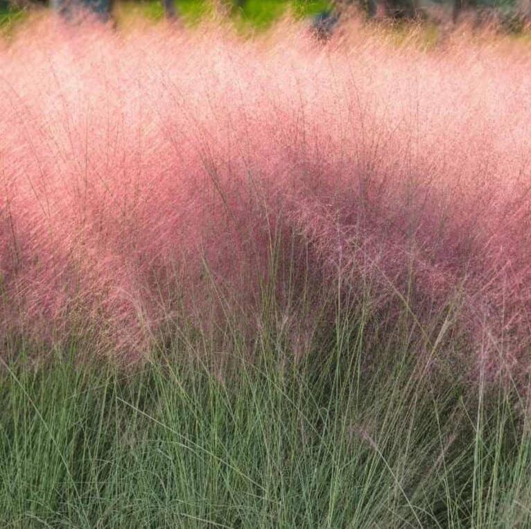 [MUCAPIL] Muhlenbergia capilaris (pot   9cm)