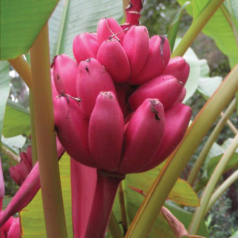 [MUVELUT] Musa velutina BANAAN