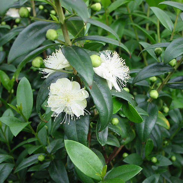 [MYCOMMU] Myrtus communis (stam, pot12)