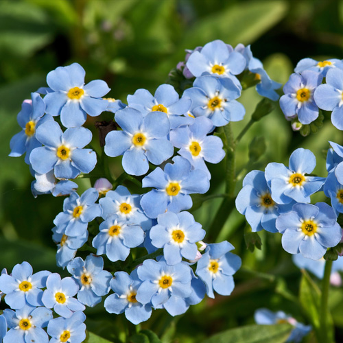 [MYPALUS] Myosotis palustris (pot   9cm)