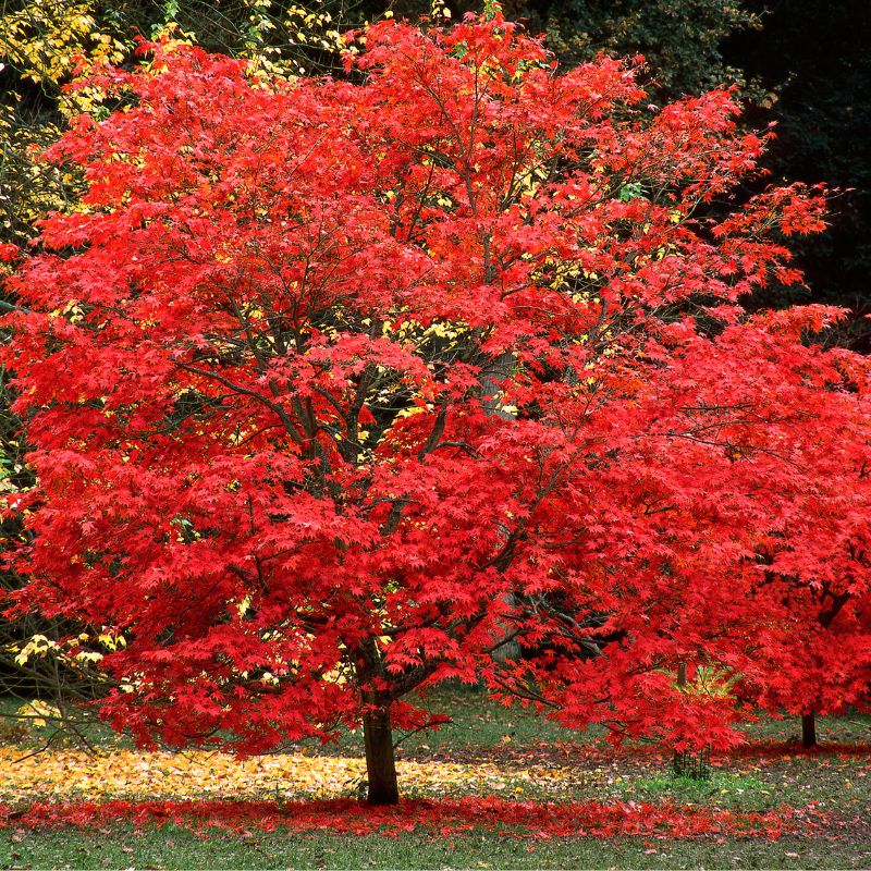 [ACRSVAL] Acer rubrum 'Sun Valley' (—, —, pot 110l hoogstam 12/14)