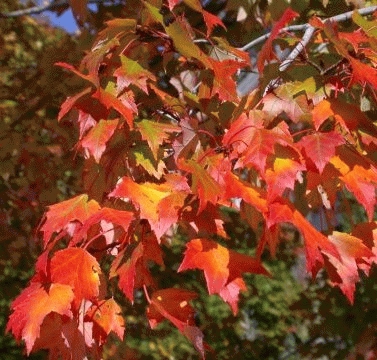 [ACRUBRU] ÉRABLE ROUGE (cépée, 175/200cm, pot 70L)