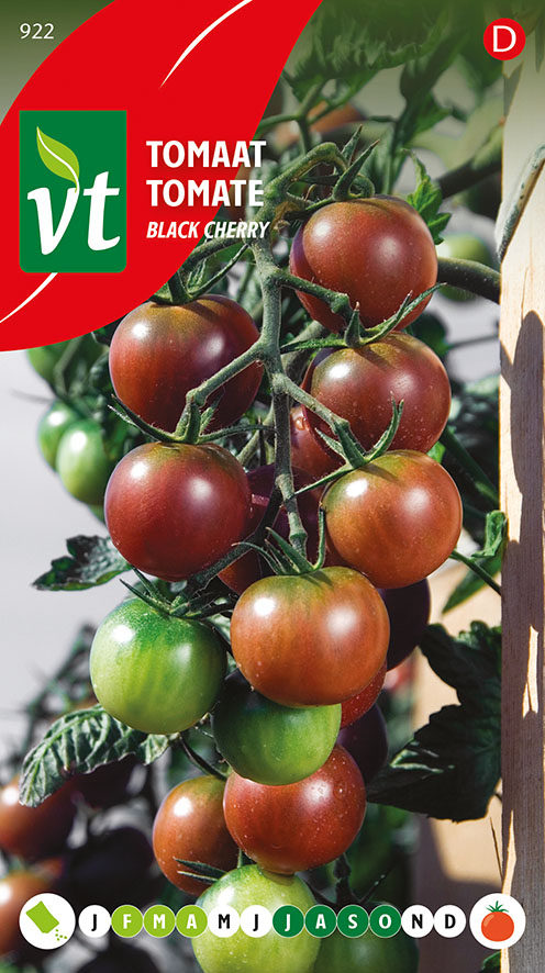 TOMATE BLACK CHERRY