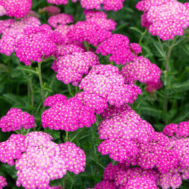 [ACSBPIN] Achillea millefolium 'Skysail Bright Pink'
