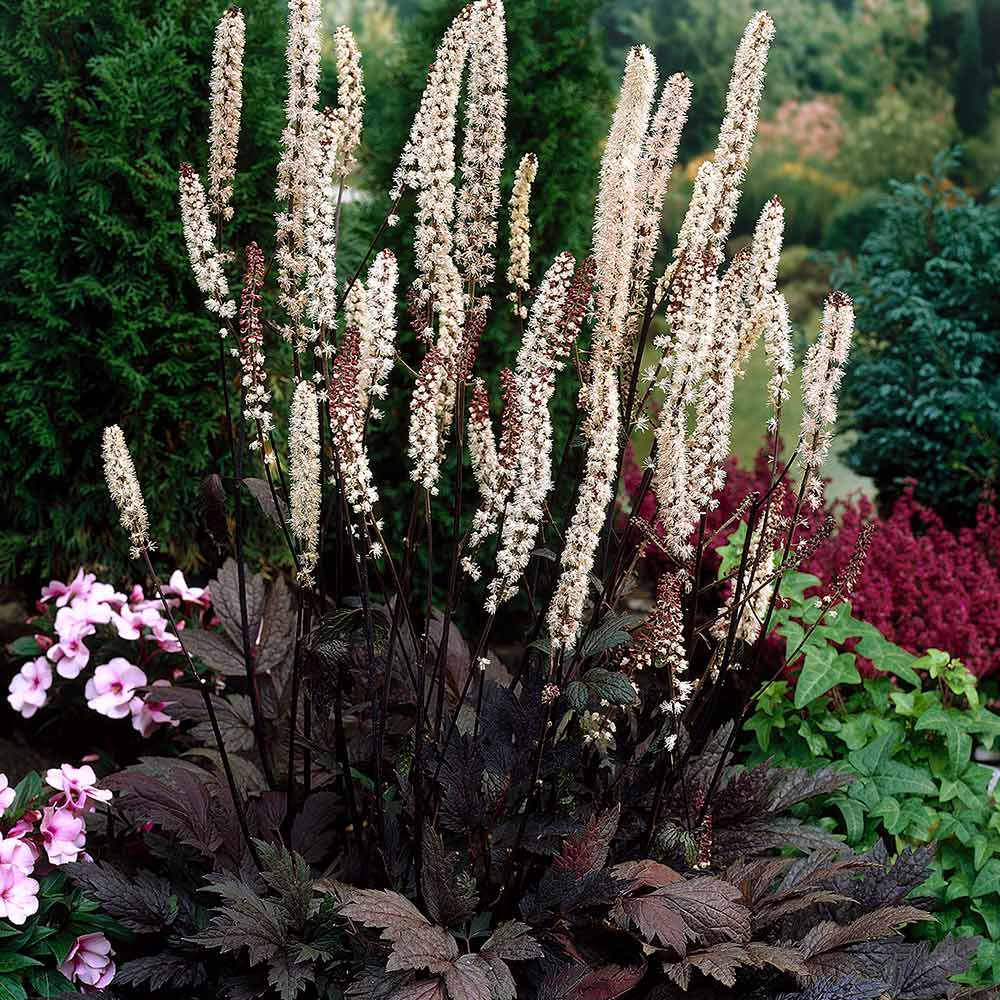 [ACSBRUN] Actaea simpl. 'Brunette'