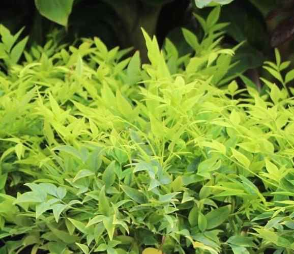 [NADLALI] Nandina domestica 'Lemon and Lime'® (pot 3L)
