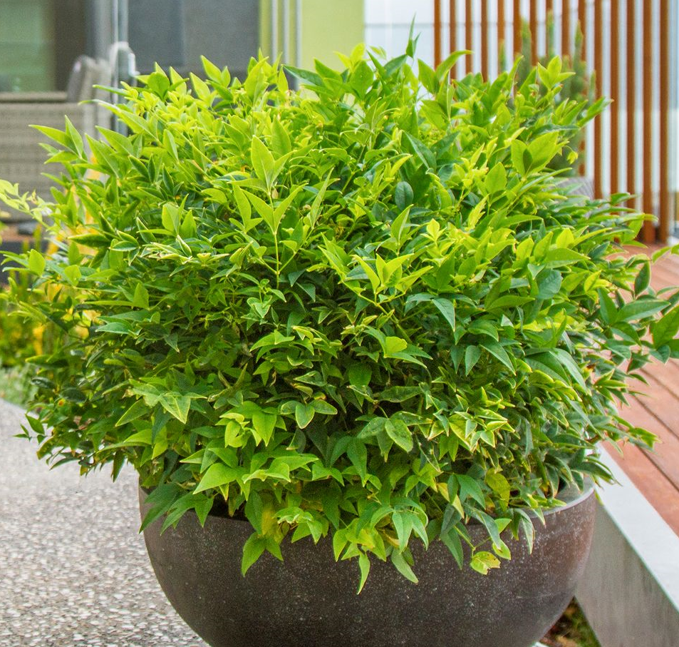 [NADMLAL] Nandina domestica 'Magical Lemon and Lime'® (pot 3L)