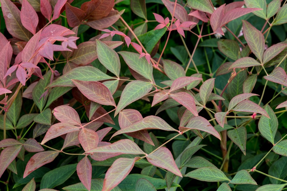 [NADOBSE] Nandina domestica 'Obsessed'® (—, pot 3L)