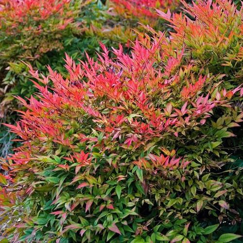 [NADOMES] Nandina domestica (—, 60/80cm, pot 5L)