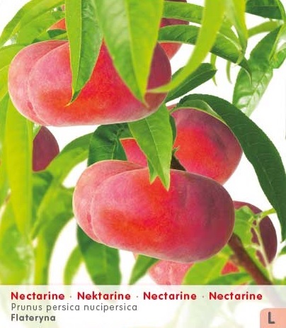 [NEFLATE] NECTARINE 'FLATERYNA'