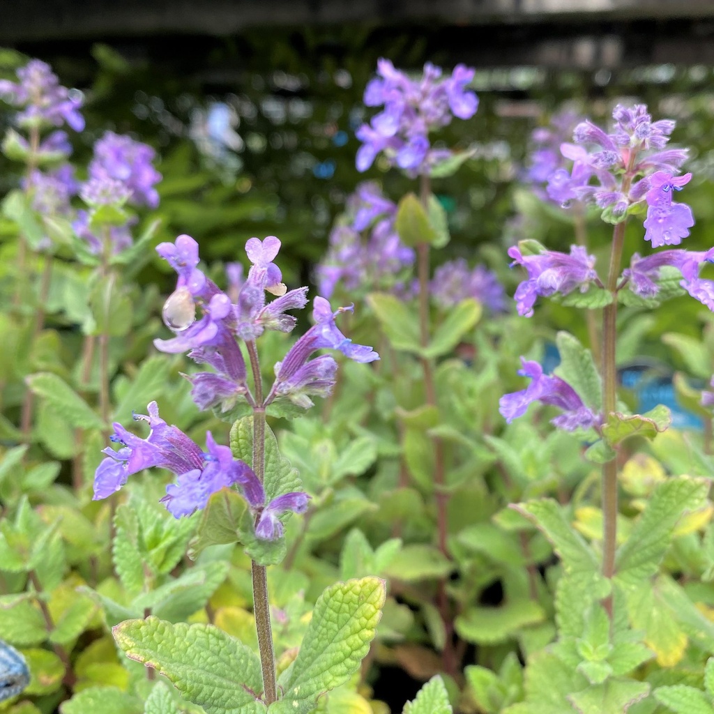 [NEGSMAG] Nepeta grand. 'Summer Magic' (pot   2L)